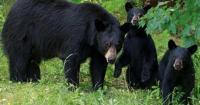 Black bears desperate for food invaded multiple East Idaho neighborhoods in 2026 — and next spring could be worse