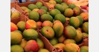 Colombian mango harvest is expected to fall by 30% in 2026.