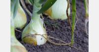 Onion exporters seek to rebuild Australia's European market share