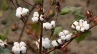 Bangladesh aims to produce 1.9 million cotton bales by 2050