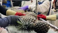 Taiwan Pineapples Near US Market Access After Clearing Regulatory Hurdles