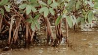 Thailand Turns to Artificial Mangrove Roots as Stopgap for Eroding Coast
