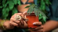 Studies challenge idea that cannabis helps to improve sleep