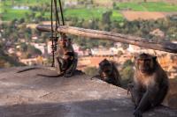 Cambodia was told to clean up its monkey trade. Regulators say it still hasn’t