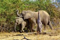 Thailand seizes ivory shipment from Zambia, to launch DNA investigation