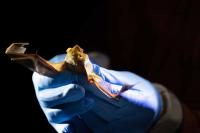 Scienmag: 30-Year Review on Great Plains Bats Exposes Research Gap