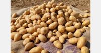 "Smaller European potato crop could offer opportunities for Indian exporters"