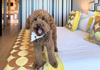 Divani Collection Hotels Helps Raise Over €28,000 for Greek Stray Animals