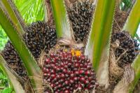 Govt backs date palm research