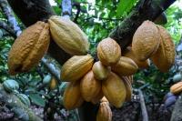 Ivory Coast scientists breed climate-tough cocoa as rains fail