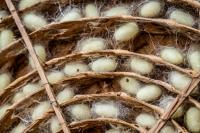 Silk Bicycle Tires Outperform Nylon in New Thai Research