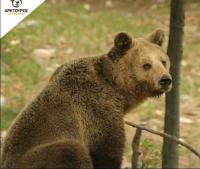 Greece’s Longest-Serving Bear, 39, at Arcturos Shelter