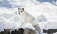 Our top 10 fave Arctic fox facts