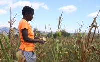 Agriculture & Food Security: Zimbabwe Builds $500 Million Drought Protection Fund to Safeguard Food Security