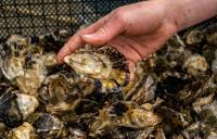 National Aquaculture Association pens letter opposing USDA loans for commercial fishing vessels