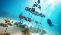 A Florida fish collector hung broken corals from underwater trees, then he noticed something special was happening