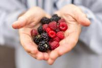 Agronometrics in Charts: Mexican raspberry and blackberry shipments step up as El Niño weighs on Peruvian supply