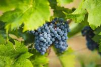 Climate change gives Swedish winemakers an unexpected boost
