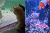 WATCH: Orphaned Kittens Touring A Minnesota Attraction Is The Cute You Need Today
