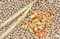 Plenty of grain but lots of questions