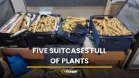 Israeli doctor caught with 300 Thai plants at Tel Aviv airport