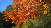The best time to see fall colors in every part of Ohio