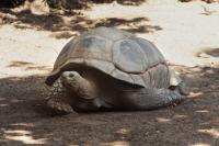 Over 180,000 Giant Tortoises on a Seychelles Island