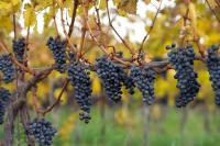 ‘Being forced out of business’: Niagara wine industry sees mixed fortunes as harvest begins amid U.S.-Canada trade war