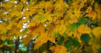 Video: Bright light could be the secret to surviving Finland's darkest months