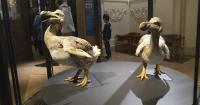 US company trying to resurrect the extinct dodo