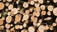 Farm groups welcome commercial woodland SFS exclusion