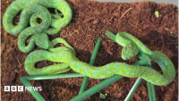 Mexican man with suitcase full of snakes stopped at German airport