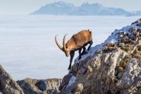 COP17: Developed countries ‘fall far short’ of UN targets for nature finance 