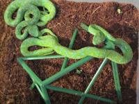 German customs find 92 snakes, lizards in Mexican traveler’s luggage
