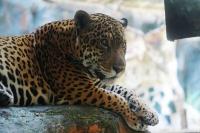 Jaguar Trafficking in Latin America Persists Through Bone Paste and Pet Smuggling