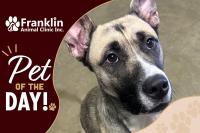 Franklin Animal Clinic Adoptable Pet of the Day: Chloe