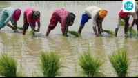 Farmers’ gift scheme: Fodder cutters to replace LED TVs