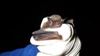Ahead of International Bat Week, DPH urges education on bats and rabies safety