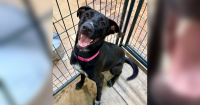 Pets of the Week – Meet Cassandra & Kato