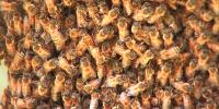 Why bees are a key part of Georgia farmers’ workforce