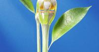 Scientists may have the key to treating arthritis: Regrowing the knee