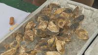 A shucking good time at Maine Oysterfest
