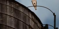 A rare family of barn owls moved into Manhattan's Upper West Side. New Yorkers are captivated