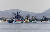 Peruvian government eyes direct payments to El Niño-affected fishing families; industry calls for more action