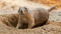 Colorado still has plague, but is it the same as Russia’s?