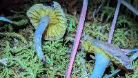 Zombie ant: New mushroom species found in West Virginia to undergo testing