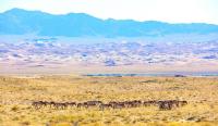 Takhi Population Reaches 160 in Khomiin Tal Through International Cooperation