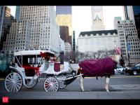 New York's Central Park horses work up to 9 hours a day and get 5 weeks of vacation. The city now wants to abolish the iconic carriages