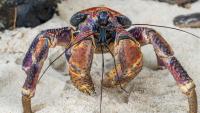 Amelia Earhart Expedition Complicated By Giant Meat-Eating Crabs On Remote Island