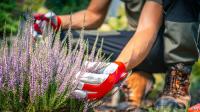 Not Fertilizer: How To Care For Lavender In The Fall For A Healthy Spring